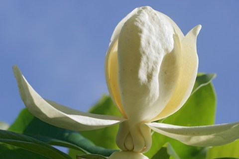 Magnolia_thomsoniana